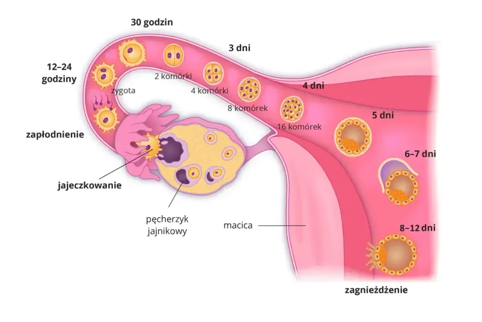 Płód - Kiedy zarodek staje się płodem? Biologia i medycyna