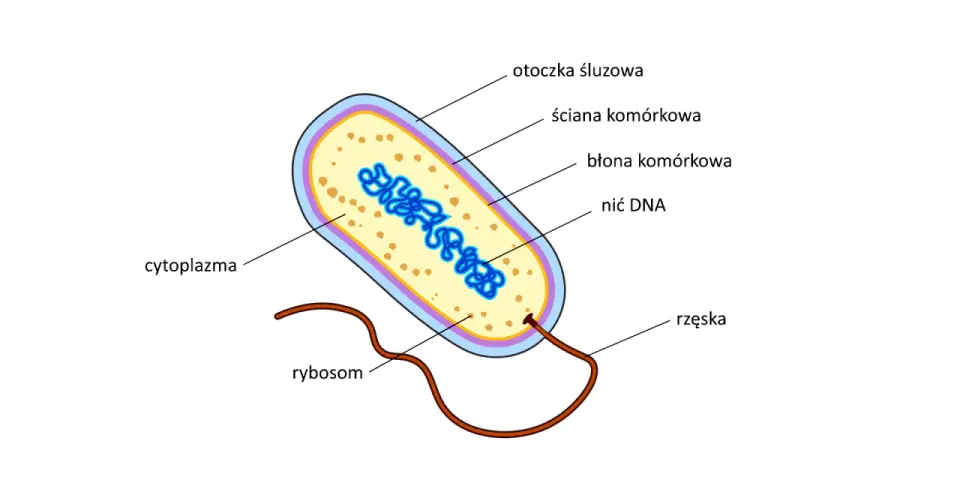 Cytozol - klucz do życia komórki? Różnice i funkcje!